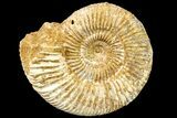 Jurassic Ammonite (Perisphinctes) Fossil - Madagascar #161765-1